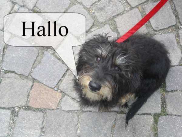Dackel mit Sprechblase